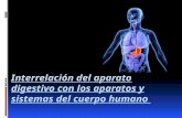 interrelación del aparato digestivo con los aparatos y sistemas del cuerpo humano