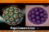 Papilomavirus y Poliomavirus