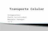 Transporte celular 2