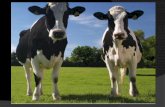 Rol de la leche en las enfermedades de transmision alimentaria signed