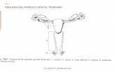 Anatomia,  histologia  y fisiologia del aparato genital femenino