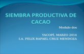 "Siembra productiva de cacao" por F.RAFAEL CRUZ MENDOZA