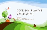 Division Plantas Vasculares By Mark