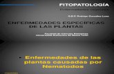 Enfermedades Especificas de Las Plantas (Nematodos)