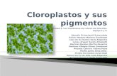 Cloroplastos y Sus Pigmentos