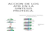 Accion de Los Atb en La Sintesis Proteica