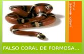 Falso Coral