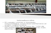 Cunicultura en España.