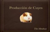 Clase 5. Producción de Cuyes