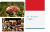 El Reino Fungi