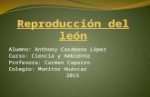 Reproducción Del León