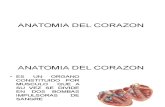 Anatomia Del Corazon1