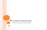 embriologia Gametogénesis