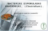 Bacterias Esporuladas Anaerobias, (Clostridium)