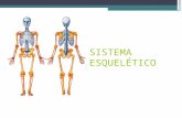 Presentacion Sistema Esqueletico Humano - Anatomia