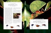 Animales - Los Pequeños Animales de Las Casas