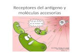 Receptores del antígeno y moléculas accesorias
