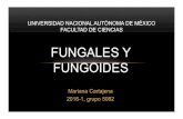 Fungales y Fungoides