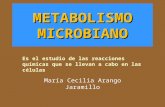 metabolismo Bacterian