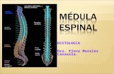 7 Clase Medula Espinal y Meninges