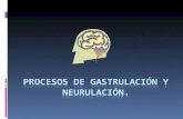 Procesos de Neurulación