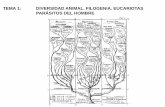 Tema 1 - Diversidad animal. Filogenia.pdf