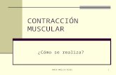 contraccion muscular2007