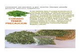 Moringa oleifera Tambien Llamada Macazal EN VENEZUELA