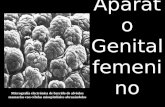 Aparato Genital femenino Micrografía electrónica de barrido de alvéolos mamarios con células mioepiteliales abrazándolos.