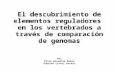 El descubrimiento de elementos reguladores en los vertebrados a través de comparación de genomas Por Pilar Gonzalez Gomez Alberto Lietor Santos.
