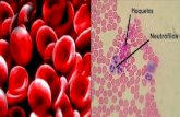 LINEA ROJA Recuento de eritrocitos Hb Hto (% de sangre que comprende GR) VCM (Tamaño globular promedio) CHCM (concentración de la Hb en los eritrocitos)
