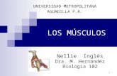 1 LOS MÚSCULOS UNIVERSIDAD METROPOLITANA AGUADILLA P.R. Nellie Inglés Dra. M. Hernandéz Biologia 102.