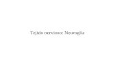 Tejido nervioso: Neuroglía. Neuroglia Las neuronas del sistema nervioso están sostenidas por algunas variedades de células no excitables que en conjunto.