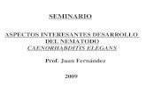 ASPECTOS INTERESANTES DESARROLLO DEL NEMATODO CAENORHABDITIS ELEGANS Prof. Juan Fern á ndez 2009 SEMINARIO.