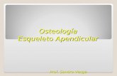 Osteología Esqueleto Apendicular Prof. Sandra Vesga.