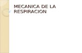 MECANICA DE LA RESPIRACION. RECUERDO ANATÓMICO IMPORTANCIA DE LA V.A DE CONDUCCIÓN – Tráquea y bronquios.