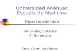 Universidad Anáhuac Escuela de Medicina Hipersensibilidad Inmunología Básica 4° Semestre Dra. Carmina Flores Domínguez.