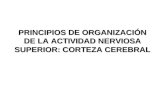 PRINCIPIOS DE ORGANIZACIÓN DE LA ACTIVIDAD NERVIOSA SUPERIOR: CORTEZA CEREBRAL.