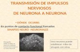 TRANSMISIÓN DE IMPULSOS NERVIOSOS DE NEURONA A NEURONA DÓNDE OCURRE: En puntos de contacto funcional llamados SINAPSIS NEURO -NEURONALES Una neurona puede.