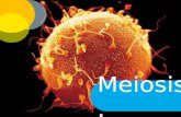 Meiosis.. Objetivos  Recordar las etapas y la importancia del proceso de mitosis.  Describir las etapas de la meiosis.  Analizar las características.
