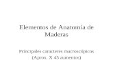 Elementos de Anatomía de Maderas Principales caracteres macroscópicos (Aprox. X 45 aumentos)