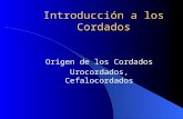 Introducción a los Cordados Origen de los Cordados Urocordados, Cefalocordados.