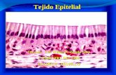 Tejido Epitelial Docente: CD. Wilson N. Zelada Silva I SEMESTRE DEL 2009 ULADECH - TRUJILLO.