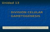 Unidad 13 DIVISIÓN CELULAR DIVISIÓN CELULAR GAMETOGÉNESIS GAMETOGÉNESIS DIVISIÓN CELULAR DIVISIÓN CELULAR GAMETOGÉNESIS GAMETOGÉNESIS EL PRESENTE MATERIAL.