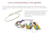 Los cromosomas y los genes Los cromosomas son cadenas de ADN superenrolladas, compuestas por moléculas unidas como las cuentas de un collar. Cada cierto.