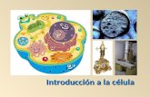 Introducción a la célula. 1.Resumen histórico 2.Teoría celular 3.Métodos de estudio de la célula 4.Célula procariótica y eucariótica 5.Origen y evolución.