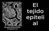 Micrografía electrónica de barrido de un glomérulo renal El tejido epitelial.