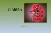 El Riñón TANS 11.3. Función de los riñones Cada día, los riñones de una persona procesan aproximadamente 180 litros de sangre para eliminar alrededor.