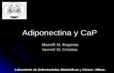 Adiponectina y CaP Maselli M. Eugenia Vanrell M. Cristina Laboratorio de Enfermedades Metabólicas y Cáncer. UMaza.