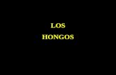 LOS HONGOS. ¿ Qué son los Hongos? Constituyen un grupo diverso de organismos unicelulares o pluricelulares que se alimentan mediante la absorción directa.